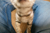 Silver Tabby Kitten Camera Closeup Sniffing IMG 4232